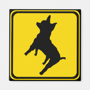 Íman Atenção:  Chihuahua Ahead!
