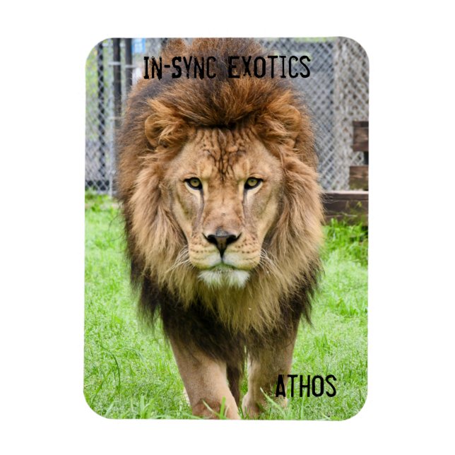 Íman Athos Lion - (Vertical)