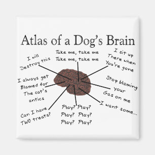 Íman Atlas do cérebro de um cão