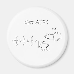 Íman ATP obtido?