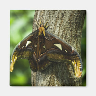 Íman Attacus Atlas Magnet