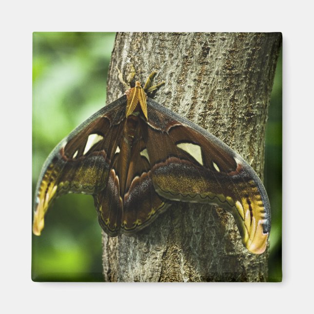 Íman Attacus Atlas Magnet (Frente)