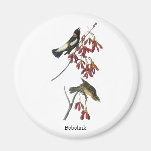 Íman Audubon Bobolink