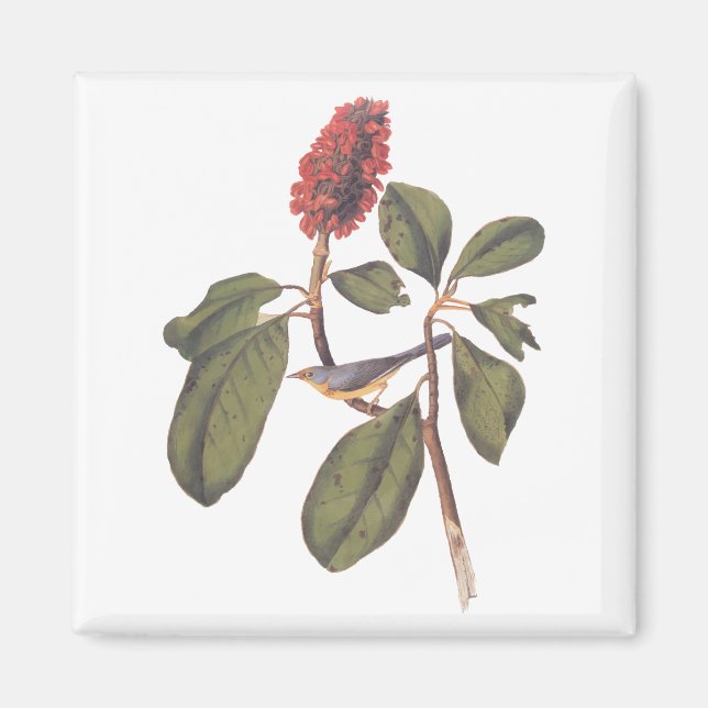 Íman Audubon Bonaparte Flycatcher Songbird e Magnolia (Frente)