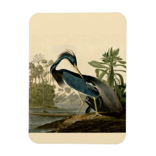 Íman Audubon Louisiana Heron Birds América Art