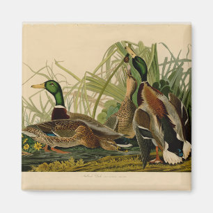 Íman Audubon Mallard Duck