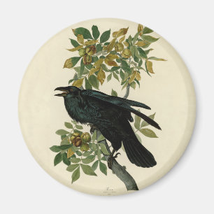 Íman Audubon Raven Bird Classic Trabalho de arte