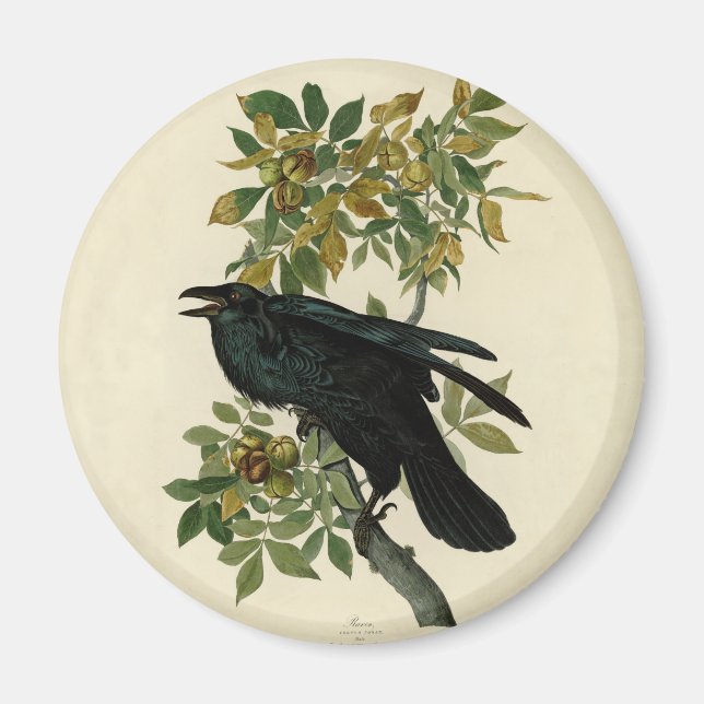 Íman Audubon Raven Bird Classic Trabalho de arte (Frente)