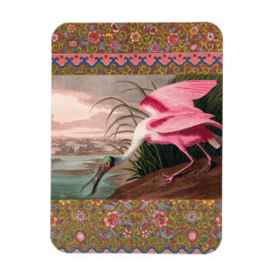 Íman Audubon Roseate Spoonbill Bird Vintage Impressão