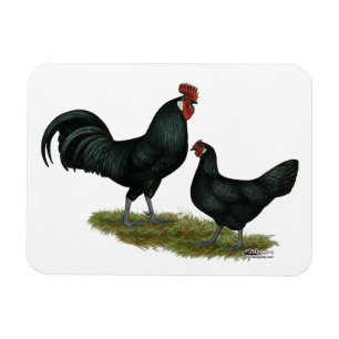 Íman Augsburger Chickens