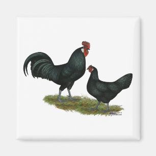 Íman Augsburger Chickens