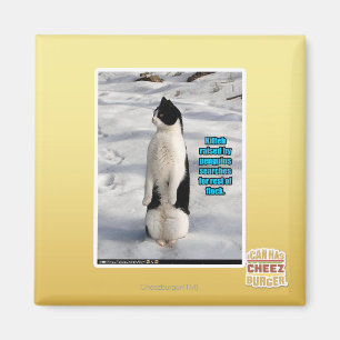 Íman Aumentado por pinguins