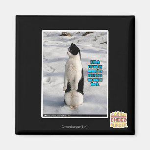 Íman Aumentado por pinguins