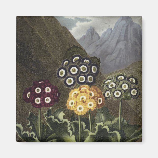 Íman Auriculas de John Robert Thornton (Frente)