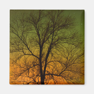Íman Aurora Borealis & Cottonwood Tree