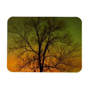 Íman Aurora Borealis & Cottonwood Tree