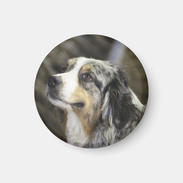 Íman Aussie (Frente)