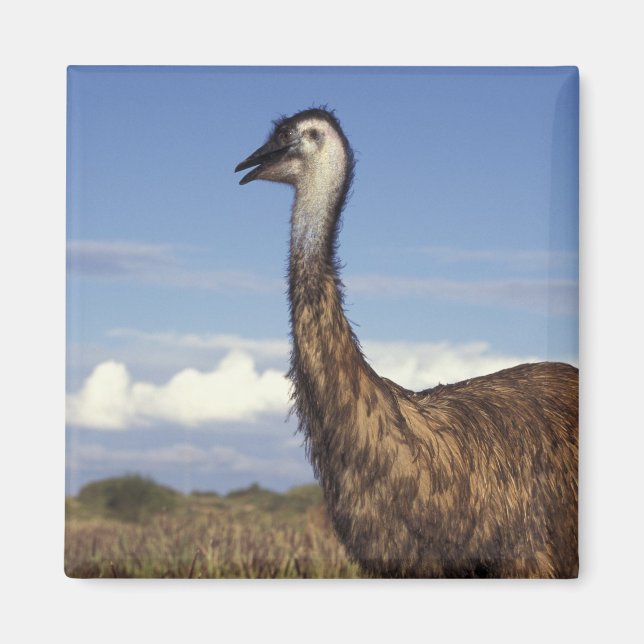 Íman Austrália, Austrália Ocidental. Emu (Dromaius) (Frente)