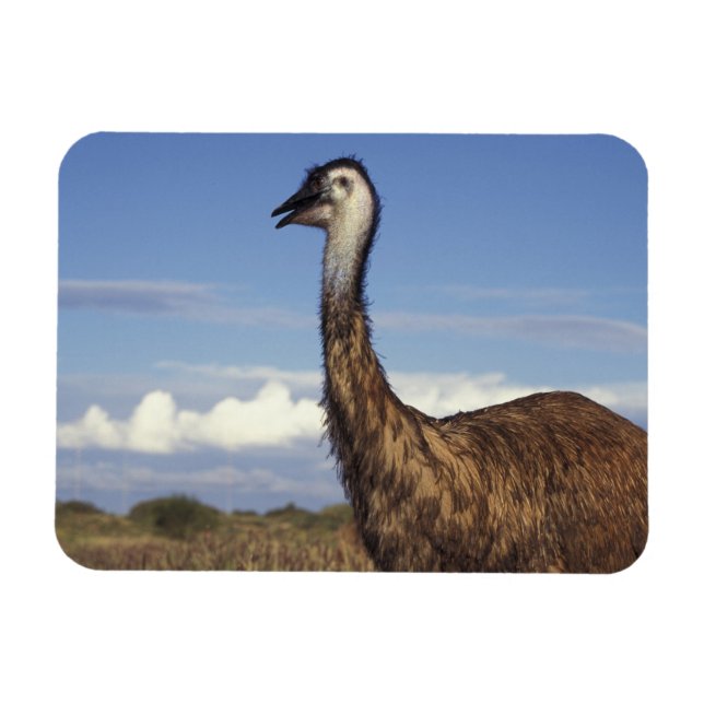 Íman Austrália, Austrália Ocidental. Emu (Dromaius (Horizontal)