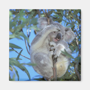 Íman Austrália, Coala Phasclarctos Cinereus)