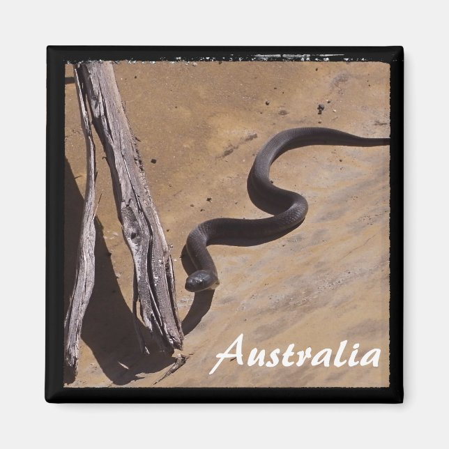 Íman Austrália - Cobra castanho, natureza selvagem (Mag (Frente)