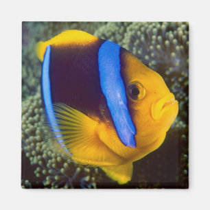 Íman Austrália, Grande Barreira de Coral, Peixe-palhaço
