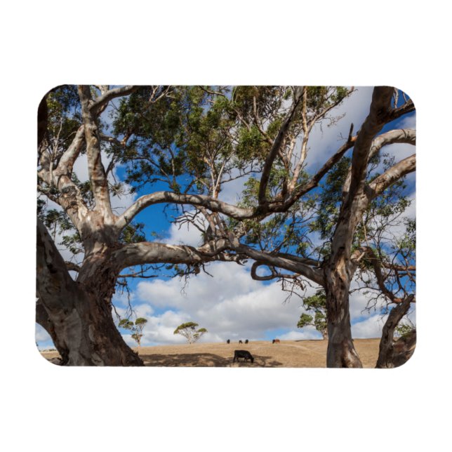 Íman Austrália, Península de Fleurieu, Normanville (Horizontal)