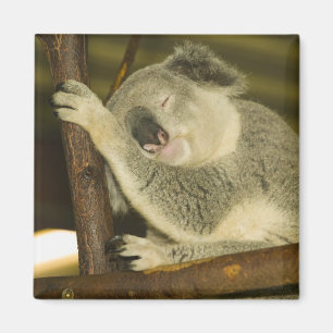 Íman Austrália, Queensland, Brisbane. Árvore Fig