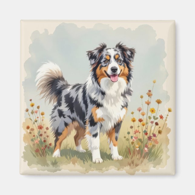 Íman Australian Shepherd Dog Merle Long Tail (Frente)