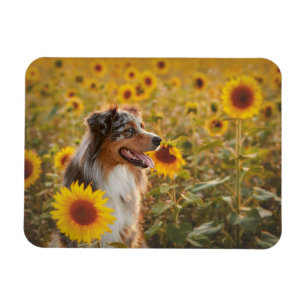 Íman Australian Shepherd e Girassóis