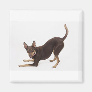 Íman australiano Kelpie