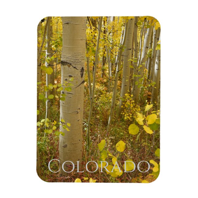 Íman Autumn Aspende sobre Independência no Colorado (Vertical)