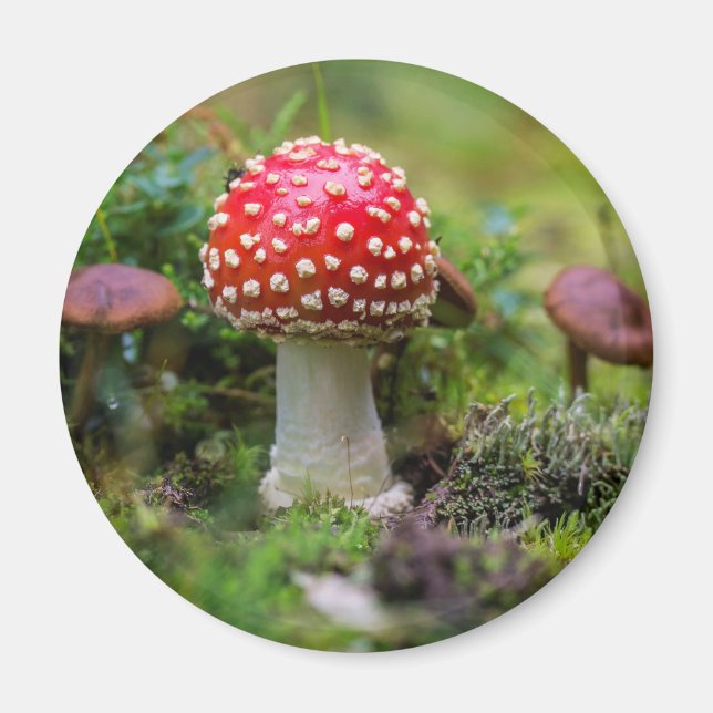 Íman Autumn Beauty (Frente)