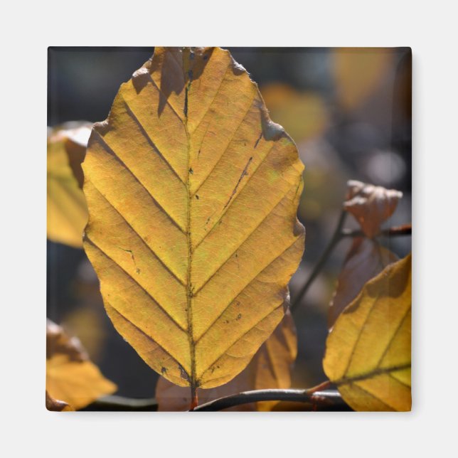Íman Autumn Deixa Magnet (Frente)