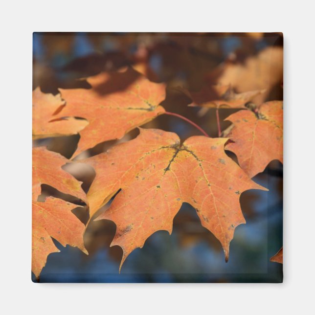 Íman Autumn Deixa Magnet (Frente)