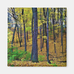 Íman Autumn Forest, West Bend, Wisconsin