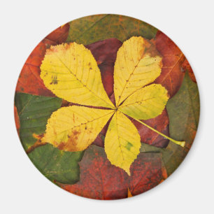 Íman Autumn Leaf Magnet