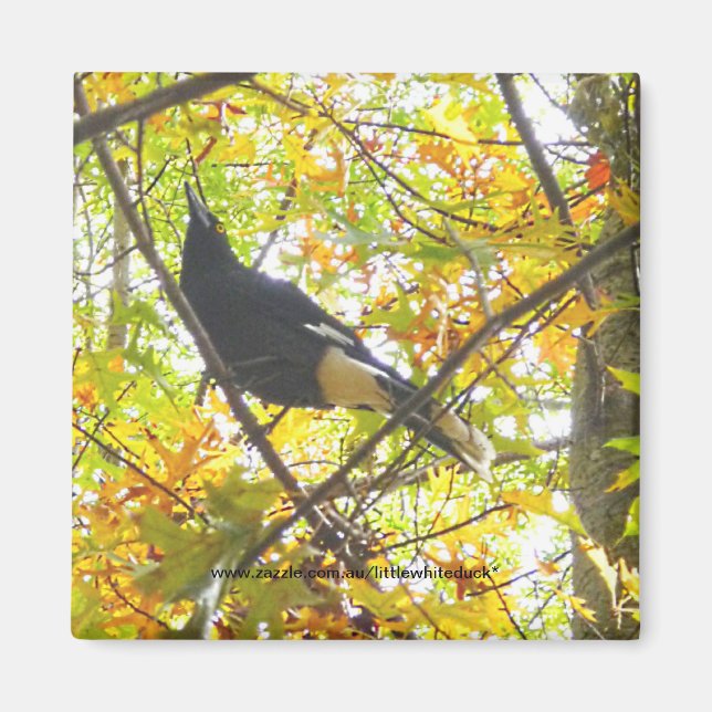 Íman Autumn Magpie - Magnet (Frente)