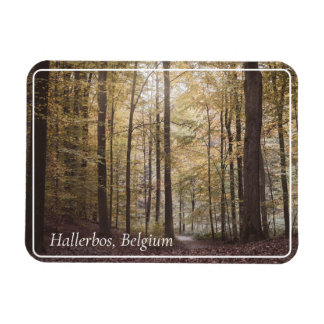 Íman Autumn Trees, Hallerbos, Bélgica