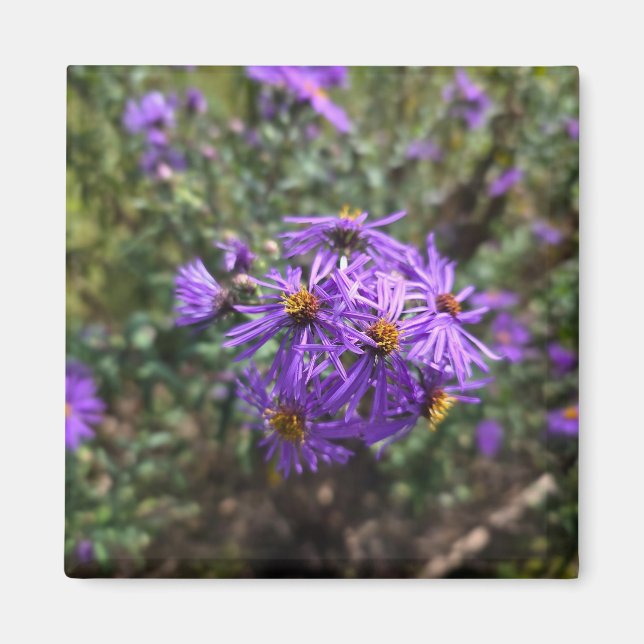 Íman Autumn's Purple Glow (Frente)