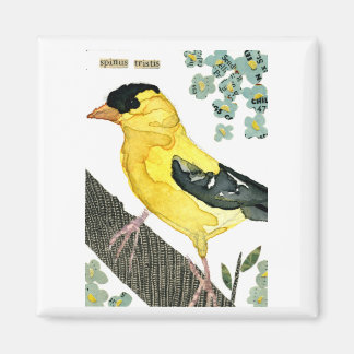 Íman Ave: Goldfinch
