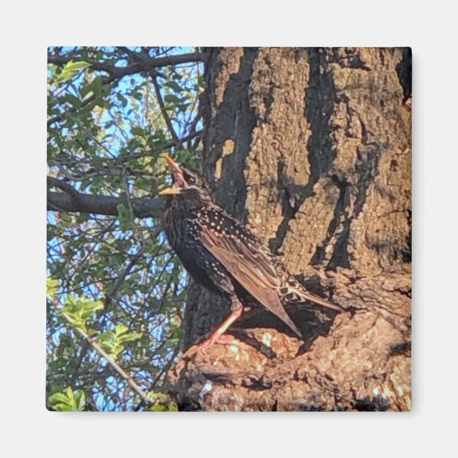 Íman Ave Magnet (Frente)