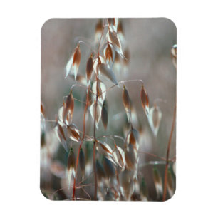 Íman Aveia Madura (Avena Sativa) Close Up. Ceres, Bolan