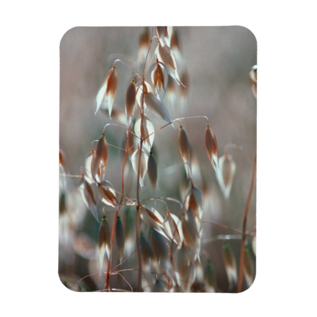 Íman Aveia Madura (Avena Sativa) Close Up. Ceres, Bolan (Vertical)
