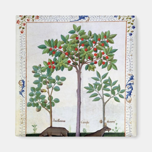 Íman Avelãs Bush e cerejeira (Frente)