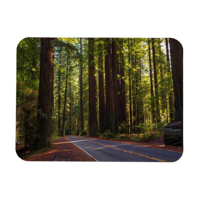 Íman Avenida Giant Redwood California (Horizontal)