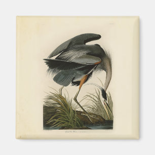 Íman Aves Azuis-Heronárias do Excelente Audubon