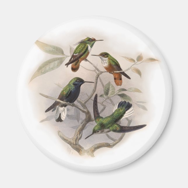 Íman Aves de Cama em Voo (Frente)