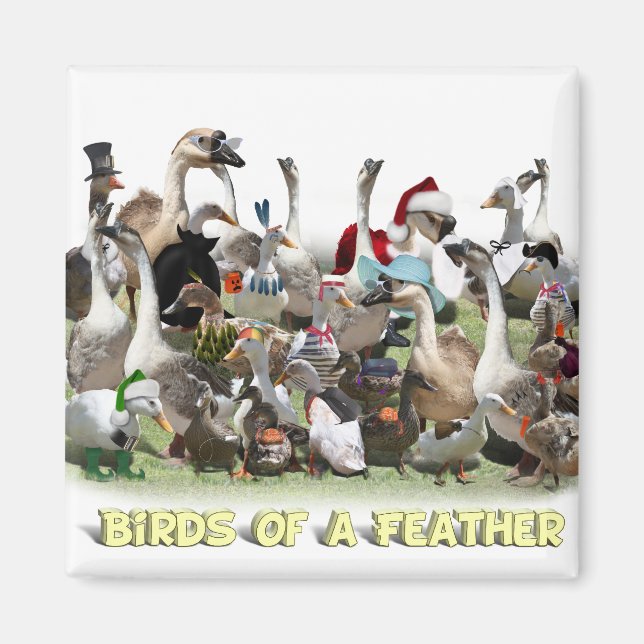 Íman Aves de uma pena (Frente)