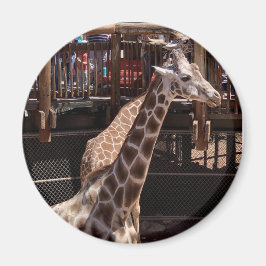 Íman Avó Magnet nº 1